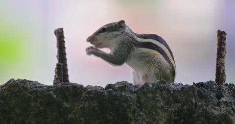 All wild animals Stock Footage 252449704