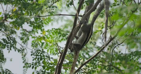 All wild animals Stock Footage 252736091