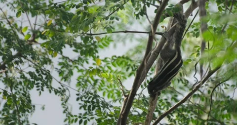 All wild animals Stock Footage 252736322