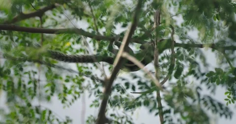 All wild animals Stock Footage 252736433