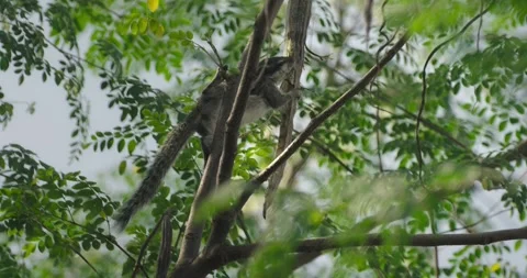 All wild animals Stock Footage 252736467