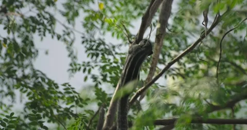 All wild animals Stock Footage 252736780