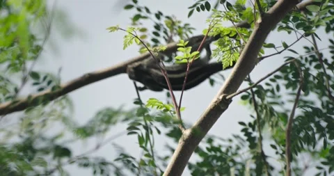 All wild animals Stock Footage 252736789