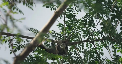 All wild animals Stock Footage 252736983