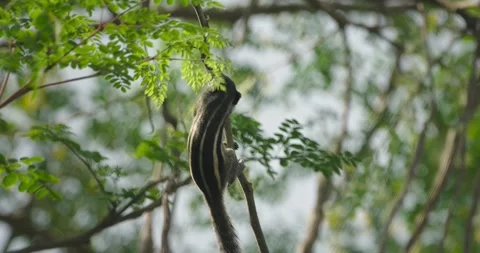 All wild animals Stock Footage 252737719