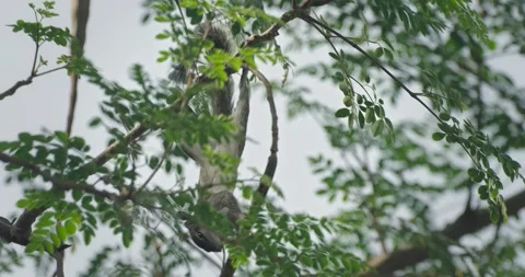 All wild animals Stock Footage 252737847