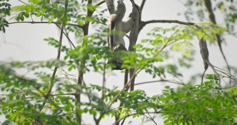 All wild animals Stock Footage 252738165