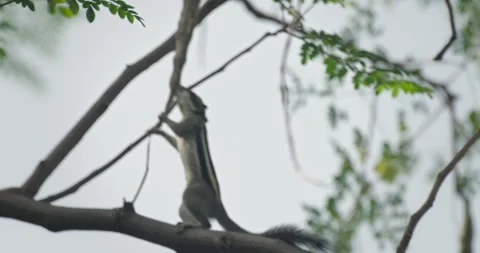 All wild animals Stock Footage 252738305