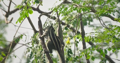 All wild animals Stock Footage 252738306