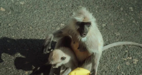 All wild animals Stock Footage 259578090