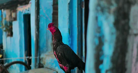 All wild animals Stock Footage 320074047