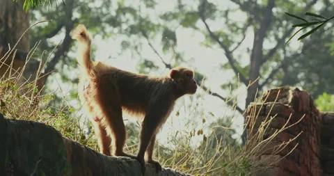 All wild animals Video stock 331122579