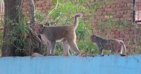 All wild animals Video stock 331122678