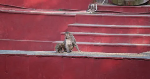 All wild animals Stock-Footage 331122679