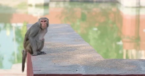 All wild animals Vídeos de archivo 331122709