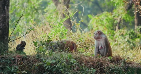 All wild animals Vídeos de archivo 331122710