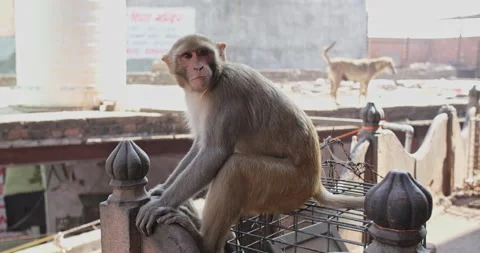 All wild animals Stockbeeldmateriaal 331122809