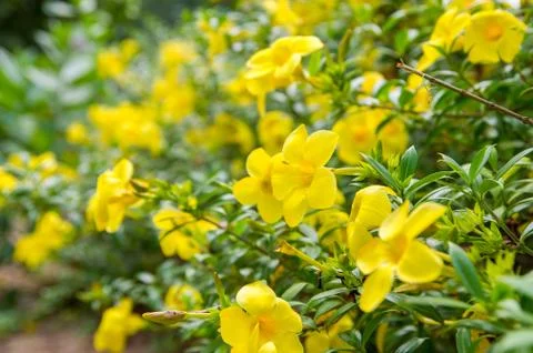 Allamand flower Stock Photos