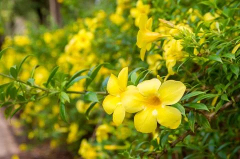Allamand flower Stock Photos