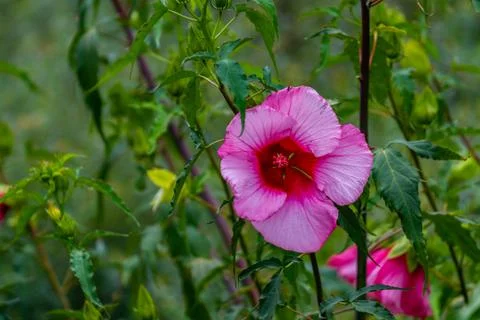 Allamanda blanchetii often called a red bell Stock Photos