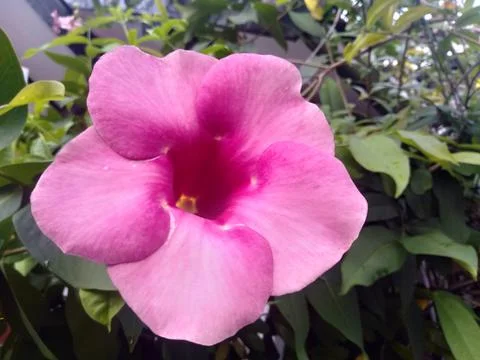 Allamanda blanchetii  Stock Photos