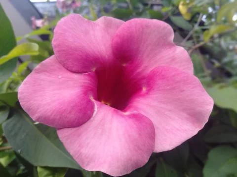 Allamanda blanchetii Stock Photos
