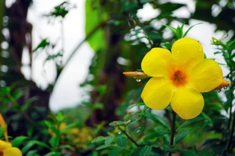 Allamanda that is blooming after the rain gives a refreshing feeling when he  Stock Photos