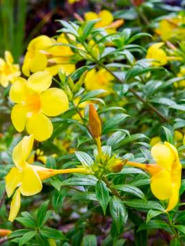 Allamanda Bud. Stock Photos