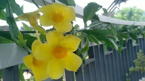 Allamanda cathartica on the balcony. Stock Footage 149936010