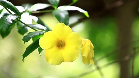 Allamanda cathartica Stock Footage 65066992