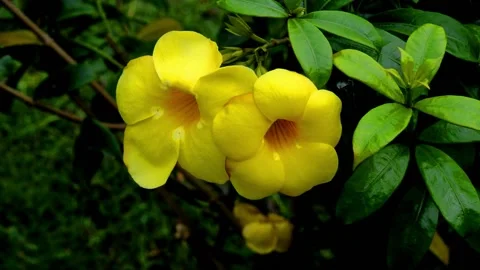 Allamanda cathartica Stock Footage 230212261