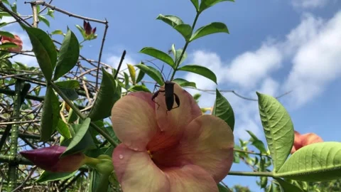 Allamanda cathartica Stock Footage 240473920