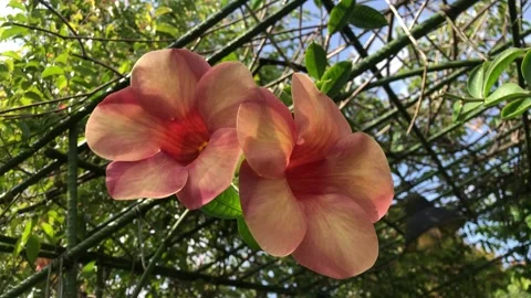 Allamanda cathartica Stock Footage 240473927