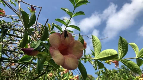 Allamanda cathartica Stock Footage 240473930