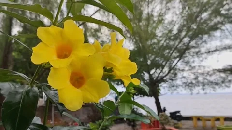 Allamanda cathartica Stock Footage 243789218