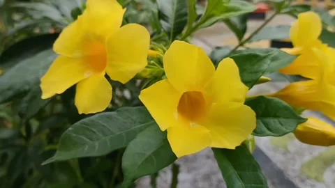 Allamanda cathartica Stock Footage 243789219