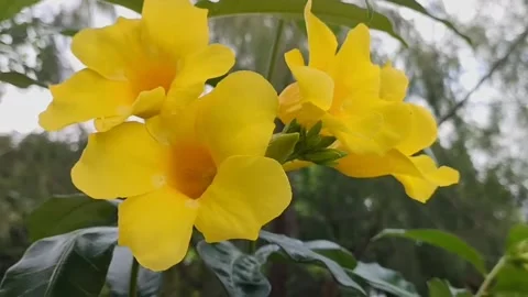 Allamanda cathartica Stock Footage 243789220