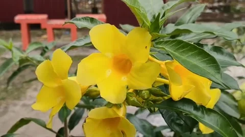 Allamanda cathartica Stock Footage 243789222