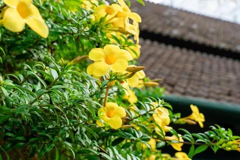 Allamanda cathartica Stock Photos