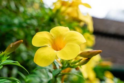 Allamanda cathartica Stock Photos