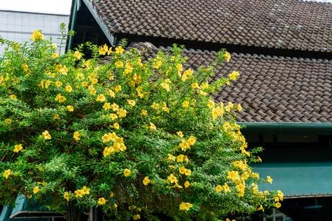 Allamanda cathartica Stock Photos