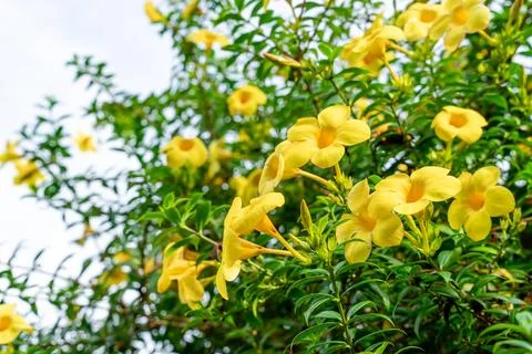 Allamanda cathartica Foto stock