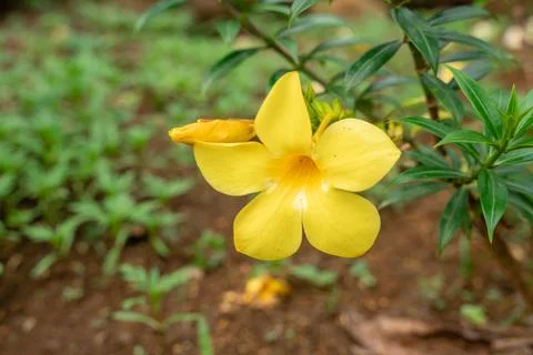 Allamanda cathartica Stock Photos