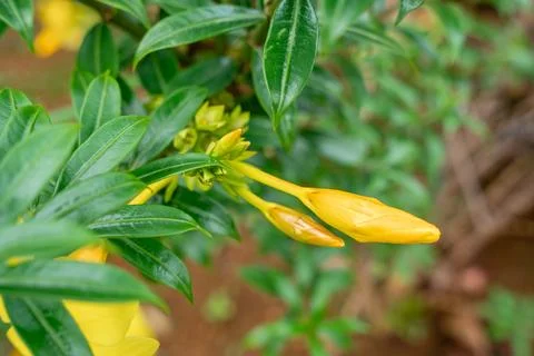 Allamanda cathartica Foto stock