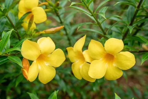 Allamanda cathartica Stock Photos