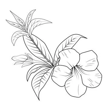 Allamanda cathartica vector elements summer collection Stock Illustration
