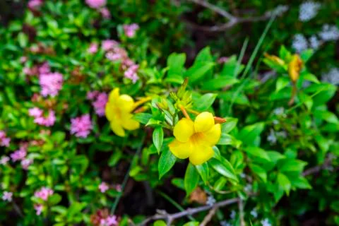 Allamanda Flower. Stock Photos