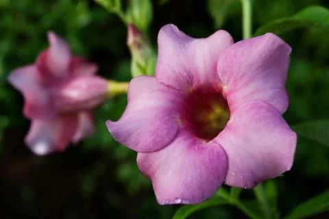 Allamanda Flower Stock Photos