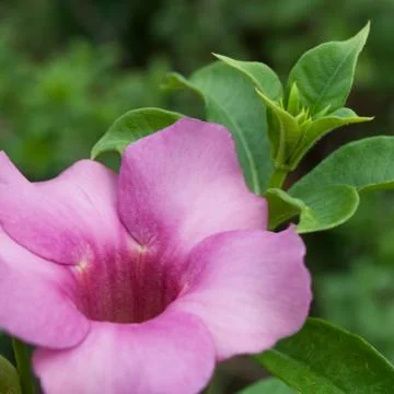 Allamanda Flower Stock Photos