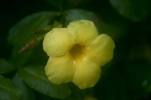 Allamanda flower Stock Photos